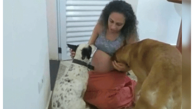 Un pariente asegura que el perro estaba "celoso" y extrañaba recibir más atención. Foto: FocusOn News.