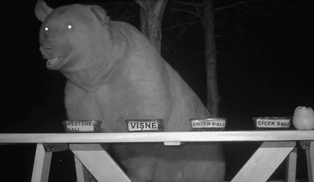 Descubre que osos le robaban su miel y decide ‘contratarlos’ como catadores [VIDEO]