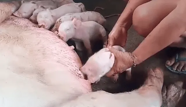 YouTube viral: cerdo nació con dos cabezas y su actual estado de salud asombra al mundo [VIDEO]