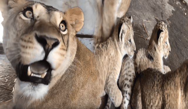 Cuidador de leones ingresa a jaula de familia de felinos, sin imaginar lo que pasaría al acercarse.