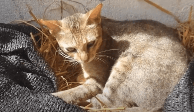 Video es viral en YouTube. Mujer encontró al felino durmiendo en su granja y quedó sorprendida con su peculiar conducta. Fotocaptura: YouTube