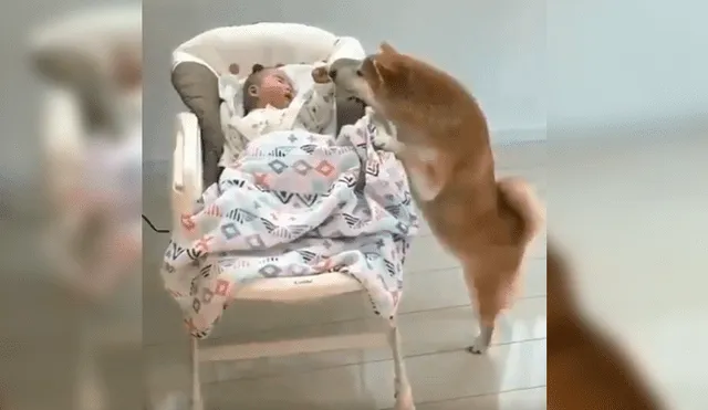 El can se acercó al bebé tras verlo llorando desconsoladamente en su mecedora y su peculiar conducta sorprendió a todos en YouTube