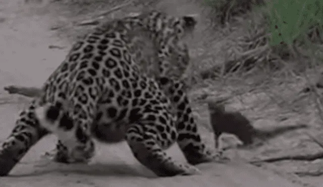 YouTube viral: un leopardo le tendió trampa a marmota bebé y tuvo inesperado final [VIDEO] 
