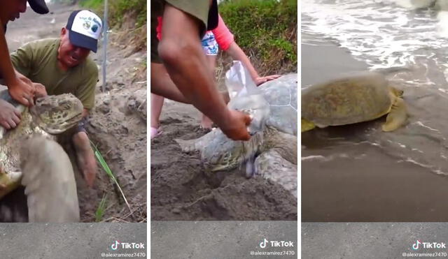 Tras ser desenterrada y recuperar fuerzas, la tortuga volvió al océano. Foto: captura de TikTok