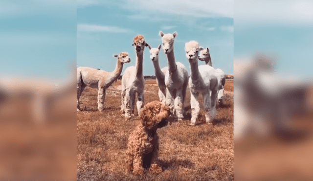 En Facebook, unas alpacas intentaron acercarse a un perro y al conocer su identidad tuvieron una curiosa reacción.