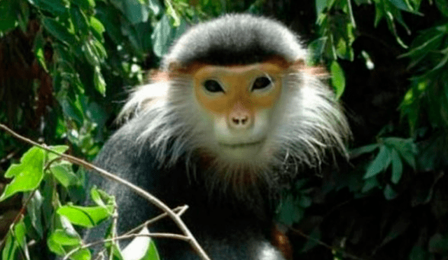 Hombres se comieron a un mono y lo trasmitieron por las redes sociales