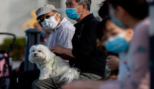Un perro en un parque de Hong Kong, China, el pasado 29 de febrero. Foto: EFE