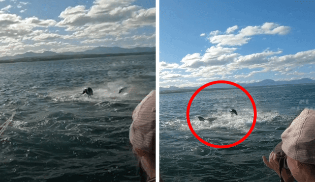 Un grupo de investigadores grabaron el momento en que una foca lucha por su vida tras el ataque de un feroz tiburón.