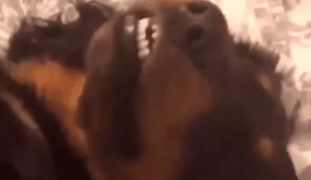 Facebook viral: hombre regaña a su perro por travesura y can finge su muerte 