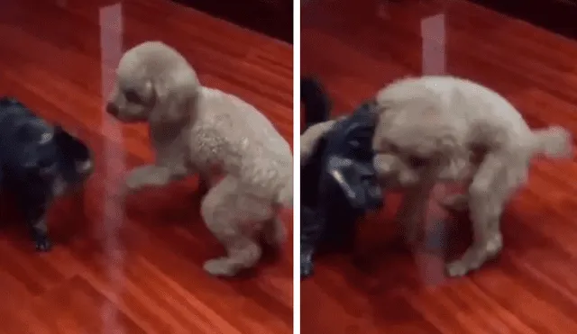 YouTube viral: perro derrota a gato haciéndole 'suplex' al estilo de la WWE [VIDEO]
