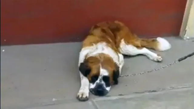 Mascota abandonada por Escuadrón de Emergencia formará parte de la policía canina [VIDEO]