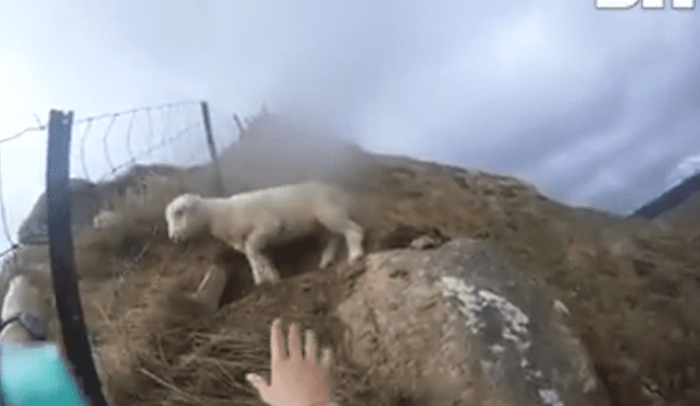YouTube viral: intenta rescatar a oveja atrapada en cima de montaña y lo empeora todo [VIDEO]