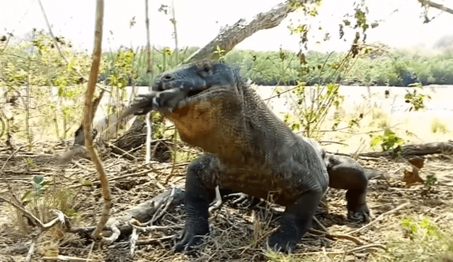 Un video viral muestra como un enorme dragón de komodo devora por completo a un indefenso mono.