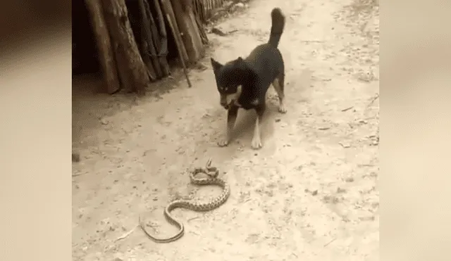 YouTube viral: Perro encuentra a peligrosa serpiente asesina y hace esto para salvar la vida de su amo 