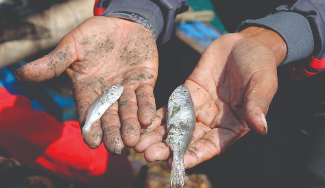 Pescadores piden rápida intervención para evitar la reducción de especies marinas (Foto: difusión)