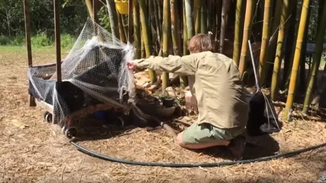 Facebook Viral: Guardabosques rescata a serpiente atrapada y causa asombro en usuarios [VIDEO]