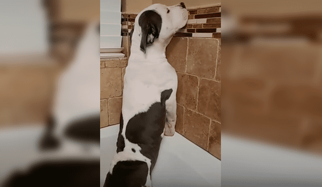 Video es viral en YouTube. El can se rehusaba a ver el agua correr por la tina y adoptó un peculiar comportamiento que su dueña no dudó en grabar