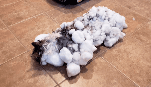 Facebook: gata iba a morir enterrada bajo la nieve, pero fue salvada milagrosamente [FOTOS]