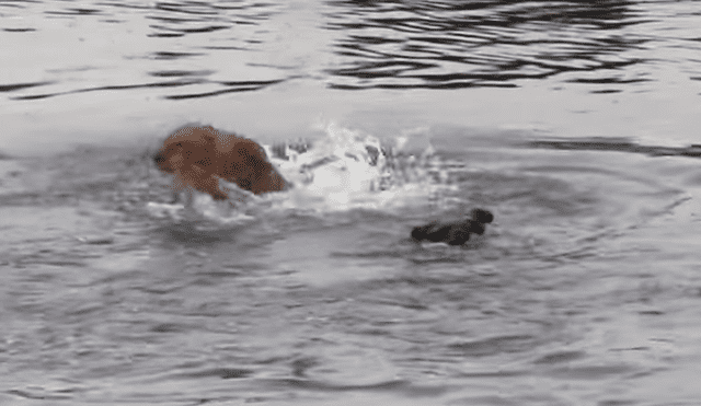 León cruza río lleno de voraces cocodrilos, sin sospechar que sería mordido por la espalda [VIDEO]