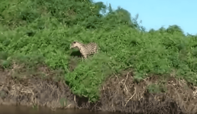 YouTube viral: voraz jaguar ingresa a laguna de cocodrilo para cazar a su presa y sucede lo inesperado
