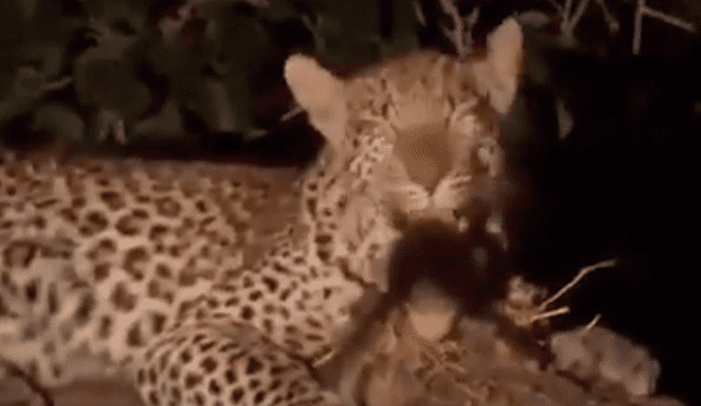 YouTube viral: leopardo captura a mono bebé y lo que hace con el animal sorprende al mundo [VIDEO]