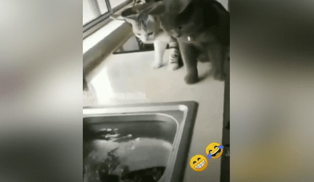 A través de Facebook se hizo viral el divertido momento en que pez intenta atacar a dos curiosos gatos.