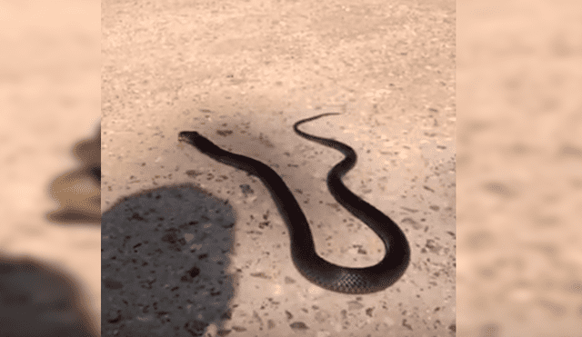 El hombre interactuó con la serpiente por más de un minuto mientras explicaba la razón por la que suelen atacar a los humanos