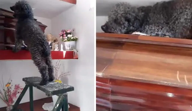 Desliza las imágenes para conocer la historia de Benito, el perro que aún visita la tumba de su dueña. Foto: captura de Twitter