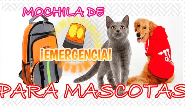 YouTube viral: ¿Qué debe tener la mochila de emergencia para mascotas? [VIDEO]