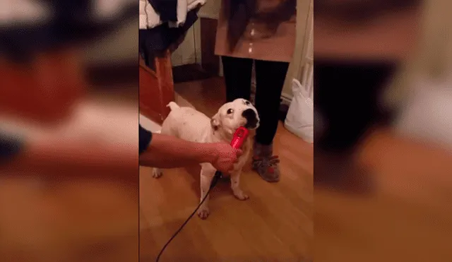 En Facebook, un curioso perro quiso ‘interpretar’ una graciosa canción al acompañar a su dueña en el karaoke.