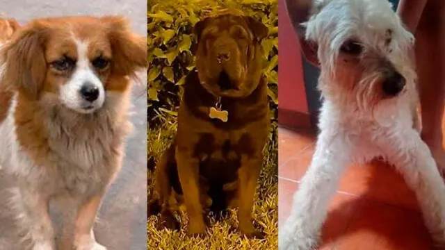 En redes sociales reportaron la desaparición de varias mascotas por el uso de pirotécnicos.