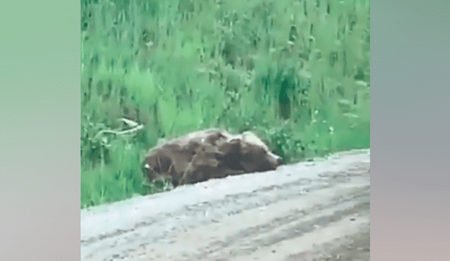 Hombre se acerca a enorme oso herido, lo acaricia y se lleva tremendo susto [VIDEO] 