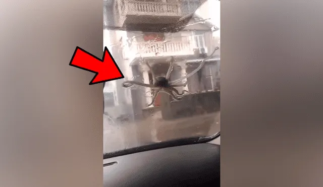 Facebook viral: misteriosa ‘criatura’ aparece mientras hombre conduce vehículo y por poco ocasiona accidente
