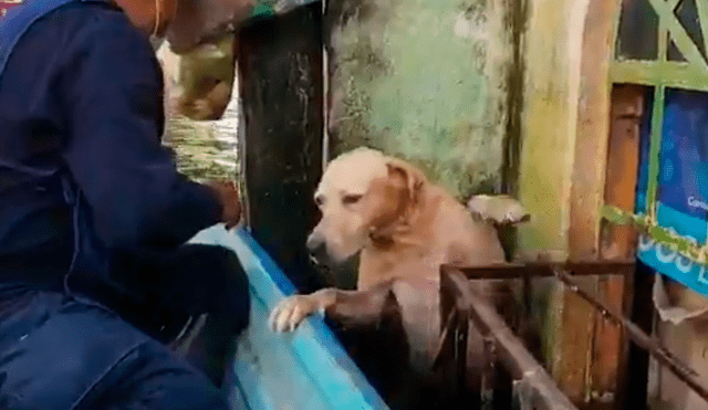 El can fue llevado a una veterinaria y luego fue adoptado por el personal de la Marina. Foto: SEMAR México