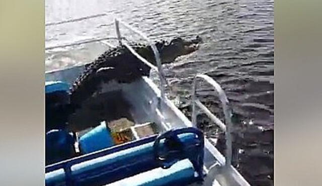 Facebook: el momento de terror en que un caimán arremete contra barco de turistas