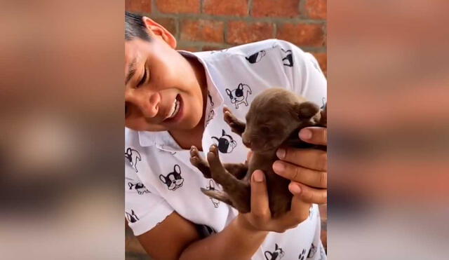 Desliza las imágenes para ver la emotiva escena que protagonizó esta perrita junto a sus crías. Fotocaptura: Jefferson Ortiz/Tiktok