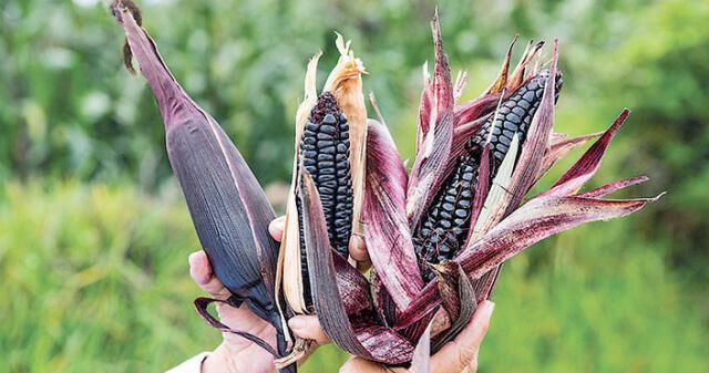 Minagri: maíz morado contiene propiedades medicinales  