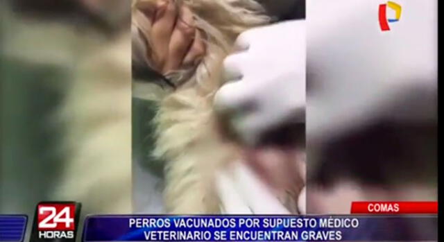 Carabayllo: denuncian a falso veterinario que ha dejado graves a varias mascotas [VIDEO]