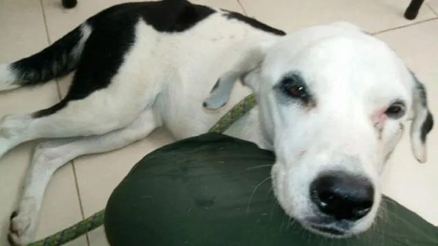 En Facebook lloran la muerte de perrita que esperó a sus dueños en aeropuerto de Colombia