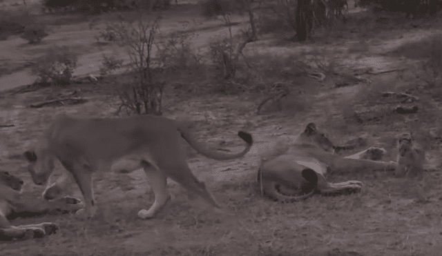 Turistas se topan con familia de leones y graban conmovedora escena jamás antes vista.