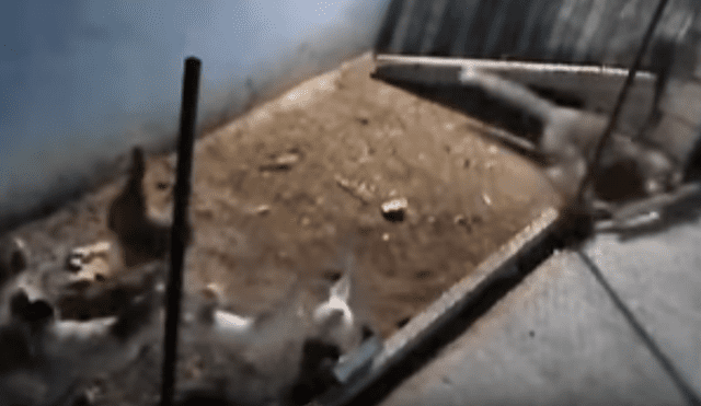 YouTube viral: zorro entra a gallinero para cazar a su 'presa', pero aves lo 'picotean' [VIDEO]