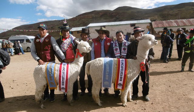 Huancavelica: Crean comisión para el registro genético de alpacas y llamas