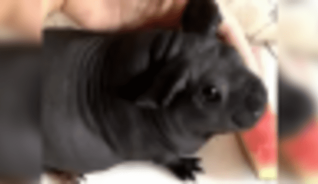 Facebook viral: Chico adoptó 'cachorro' pensando que era un perro pero estaba muy equivocado [VIDEO]