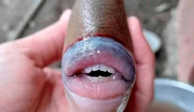 Imágenes de un pez con dientes y labios muy parecidos al de los humanos se hicieron virales en redes sociales. (Foto: Twitter @raff_nasir)