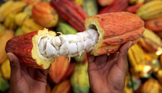 Unas 300 familias de Madre de Dios exportaron cacao de fino aroma a mercado italiano