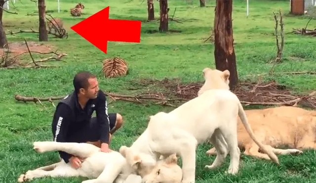 YouTube viral: feroz leopardo aparece para atacar a su domador y tigre lo evita enfrentándolo [VIDEO]