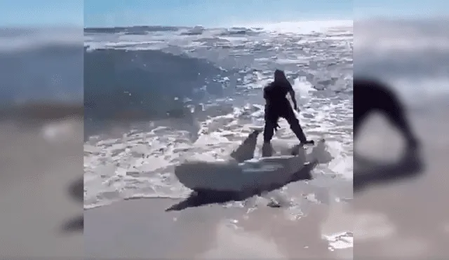 En YouTube, unos valientes hombres no dudaron en brindar ayuda a un peligroso tiburón para que regrese al mar.