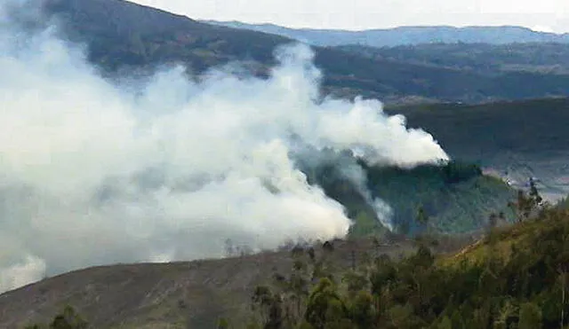 Incendio arrasa con 100 hectáreas de bosques de pino