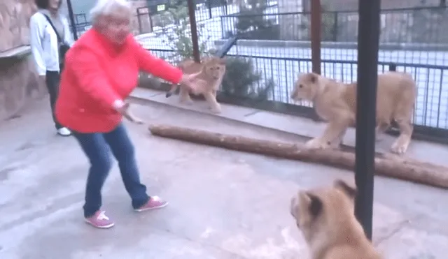 Una arriesgada turista ingresó a una jaula de leones 'juguetones'.