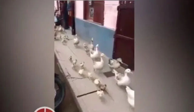 Facebook: Pintoresco video muestra a una parvada de gansos cruzando la ciudad| VIDEO